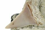 Narrow White Shark Tooth Fossil on Sandstone - Bakersfield, CA #257503-1